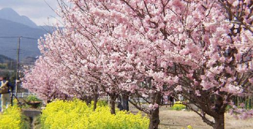 神奈川県南足柄市観光協会公式ホームページ Ya Hoo Ashigara やっほうー あしがら 南足柄市のおすすめ観光スポット イベントのご案内 南足柄市のおすすめ観光スポット イベントのご案内