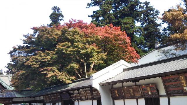 秋 大雄山最乗寺 紅葉情報 神奈川県南足柄市観光協会公式ホームページ Ya Hoo Ashigara やっほうー あしがら 南足柄市のおすすめ観光スポット イベントのご案内