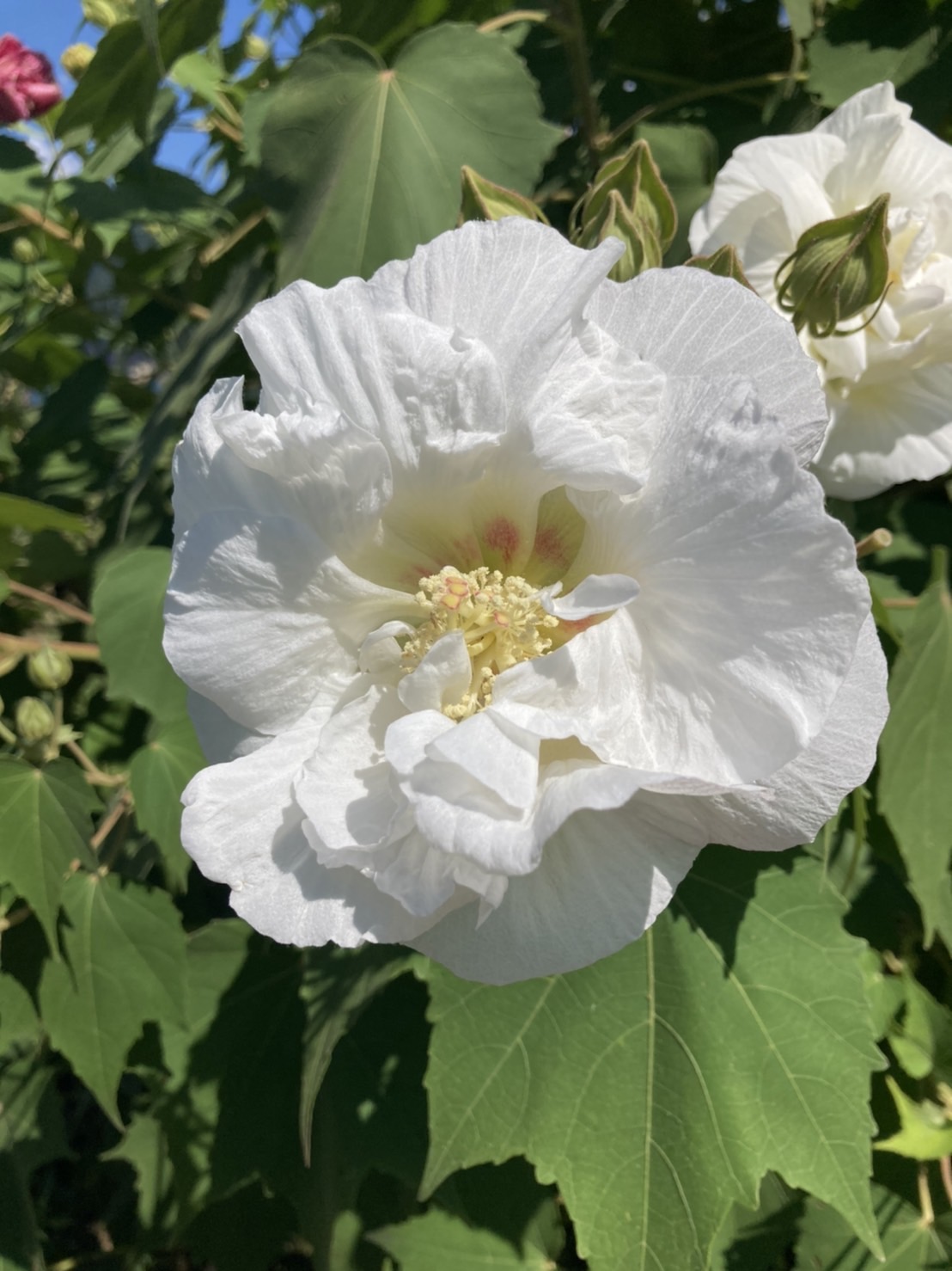 10月11日（火）更新 酔芙蓉 開花情報｜神奈川県南足柄市観光協会公式
